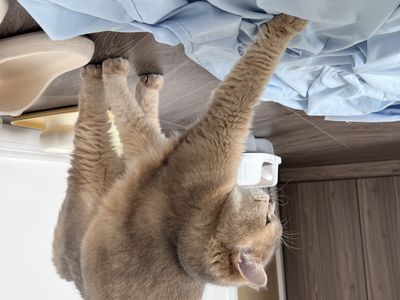 Eyes and Devil W – NO.098 March 23 fantia collection [44P-5V-253.2M].zip