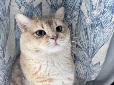 Eyes and Jam Devil w – NO.109 Fantia June 24 Collection (Issue 6) [38P6V-202MB].zip